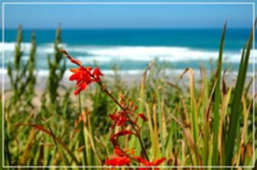 Mes Amis Beach Guest House Уилдернесс Экстерьер фото
